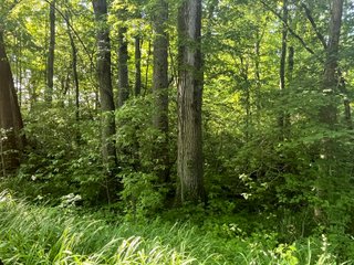 Property photo 38 - LAND AUCTION - 81.55+/-ACRES OFFERED IN 2 TRACTS IN NOBLE COUNTY, INDIANA