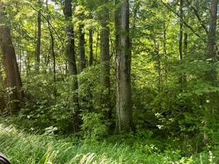 Property photo 39 - LAND AUCTION - 81.55+/-ACRES OFFERED IN 2 TRACTS IN NOBLE COUNTY, INDIANA