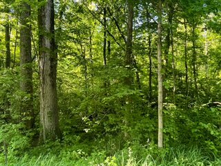 Property photo 2 - LAND AUCTION - 81.55+/-ACRES OFFERED IN 2 TRACTS IN NOBLE COUNTY, INDIANA
