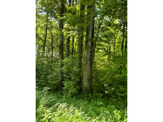 Property photo 40 - LAND AUCTION - 81.55+/-ACRES OFFERED IN 2 TRACTS IN NOBLE COUNTY, INDIANA