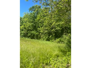 Property photo 24 - LAND AUCTION - 81.55+/-ACRES OFFERED IN 2 TRACTS IN NOBLE COUNTY, INDIANA