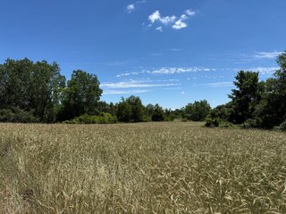 Property photo 23 - FARMLAND AUCTION - 190+/-ACRES OFFERED IN 2 TRACTS IN ST JOSEPH COUNTY, MICHIGAN
