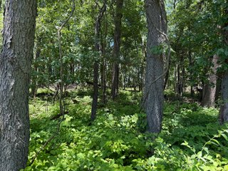 Property photo 28 - FARMLAND AUCTION - 190+/-ACRES OFFERED IN 2 TRACTS IN ST JOSEPH COUNTY, MICHIGAN