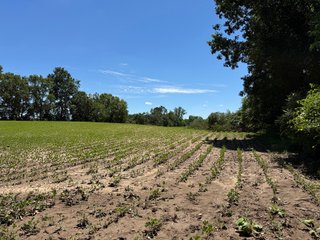 Property photo 29 - FARMLAND AUCTION - 190+/-ACRES OFFERED IN 2 TRACTS IN ST JOSEPH COUNTY, MICHIGAN