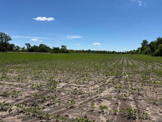 Property photo 32 - FARMLAND AUCTION - 190+/-ACRES OFFERED IN 2 TRACTS IN ST JOSEPH COUNTY, MICHIGAN