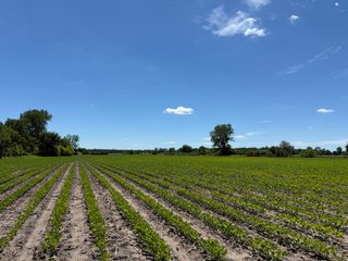 Property photo 33 - FARMLAND AUCTION - 190+/-ACRES OFFERED IN 2 TRACTS IN ST JOSEPH COUNTY, MICHIGAN