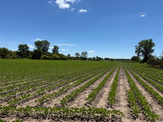 Property photo 34 - FARMLAND AUCTION - 190+/-ACRES OFFERED IN 2 TRACTS IN ST JOSEPH COUNTY, MICHIGAN