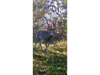 Property photo 25 - LAND AUCTION - 125.25+/-ACRES OFFERED IN 4 TRACTS IN LAPORTE COUNTY, INDIANA