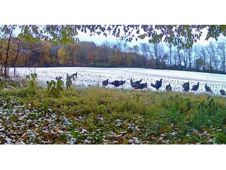 Property photo 26 - LAND AUCTION - 125.25+/-ACRES OFFERED IN 4 TRACTS IN LAPORTE COUNTY, INDIANA
