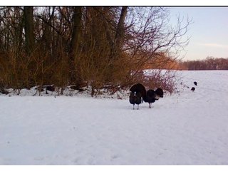 Property photo 29 - LAND AUCTION - 125.25+/-ACRES OFFERED IN 4 TRACTS IN LAPORTE COUNTY, INDIANA