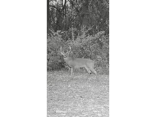 Property photo 32 - LAND AUCTION - 125.25+/-ACRES OFFERED IN 4 TRACTS IN LAPORTE COUNTY, INDIANA