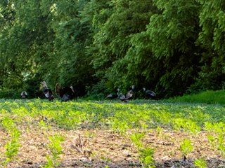 Property photo 11 - LAND AUCTION - 125.25+/-ACRES OFFERED IN 4 TRACTS IN LAPORTE COUNTY, INDIANA