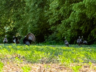 Property photo 12 - LAND AUCTION - 125.25+/-ACRES OFFERED IN 4 TRACTS IN LAPORTE COUNTY, INDIANA