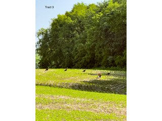 Property photo 13 - LAND AUCTION - 125.25+/-ACRES OFFERED IN 4 TRACTS IN LAPORTE COUNTY, INDIANA