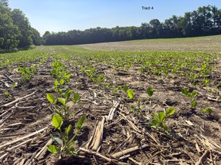 Property photo 15 - LAND AUCTION - 125.25+/-ACRES OFFERED IN 4 TRACTS IN LAPORTE COUNTY, INDIANA