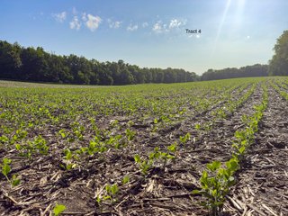 Property photo 18 - LAND AUCTION - 125.25+/-ACRES OFFERED IN 4 TRACTS IN LAPORTE COUNTY, INDIANA