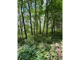 Property photo 15 - REAL ESTATE AUCTION - 17.27+/-ACRES OFFERED IN 2 TRACTS IN NOBLE COUNTY, INDIANA