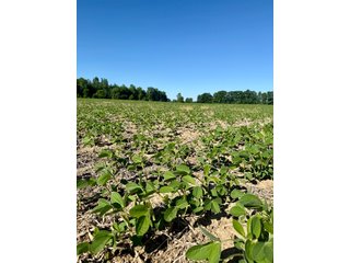 Property photo 8 - LAND AUCTION - 67+/-ACRES OFFERED IN 5 TRACTS IN DEKALB COUNTY, INDIANA