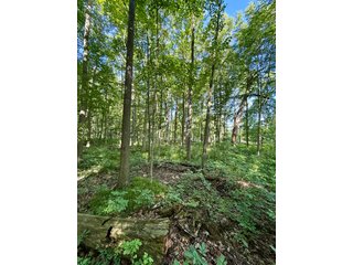 Property photo 9 - LAND AUCTION - 67+/-ACRES OFFERED IN 5 TRACTS IN DEKALB COUNTY, INDIANA