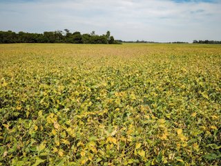 Property photo 4 - LAND AUCTION - 79+/-ACRES OFFERED IN 4 TRACTS IN MADISON COUNTY, INDIANA
