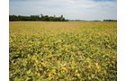 Property photo 4 - LAND AUCTION - 79+/-ACRES OFFERED IN 4 TRACTS IN MADISON COUNTY, INDIANA