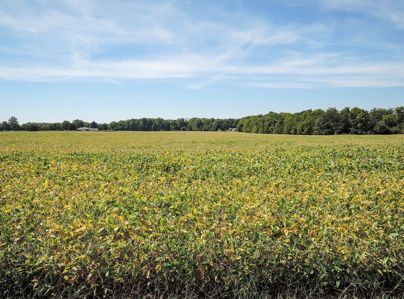 Property photo 1 - LAND AUCTION - 79+/-ACRES OFFERED IN 4 TRACTS IN MADISON COUNTY, INDIANA