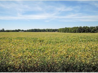 Property photo 1 - LAND AUCTION - 79+/-ACRES OFFERED IN 4 TRACTS IN MADISON COUNTY, INDIANA