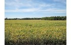 Property photo 1 - LAND AUCTION - 79+/-ACRES OFFERED IN 4 TRACTS IN MADISON COUNTY, INDIANA