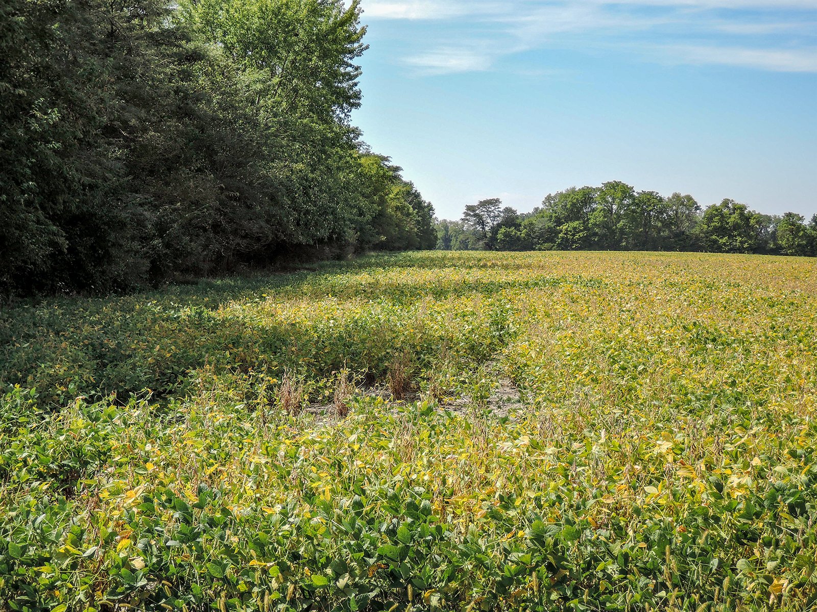 Property photo 6 - LAND AUCTION - 79+/-ACRES OFFERED IN 4 TRACTS IN MADISON COUNTY, INDIANA