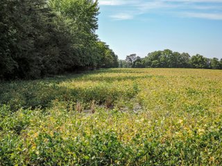 Property photo 6 - LAND AUCTION - 79+/-ACRES OFFERED IN 4 TRACTS IN MADISON COUNTY, INDIANA
