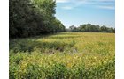 Property photo 6 - LAND AUCTION - 79+/-ACRES OFFERED IN 4 TRACTS IN MADISON COUNTY, INDIANA