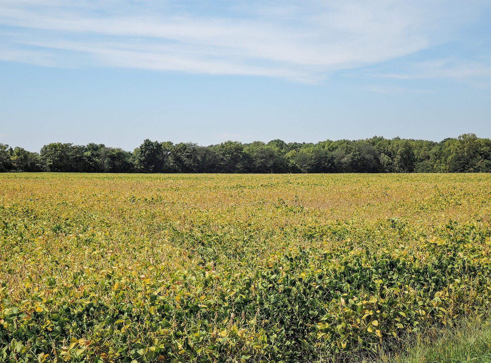 Property photo 7 - LAND AUCTION - 79+/-ACRES OFFERED IN 4 TRACTS IN MADISON COUNTY, INDIANA