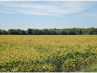 Property photo 7 - LAND AUCTION - 79+/-ACRES OFFERED IN 4 TRACTS IN MADISON COUNTY, INDIANA