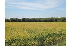 Property photo 7 - LAND AUCTION - 79+/-ACRES OFFERED IN 4 TRACTS IN MADISON COUNTY, INDIANA