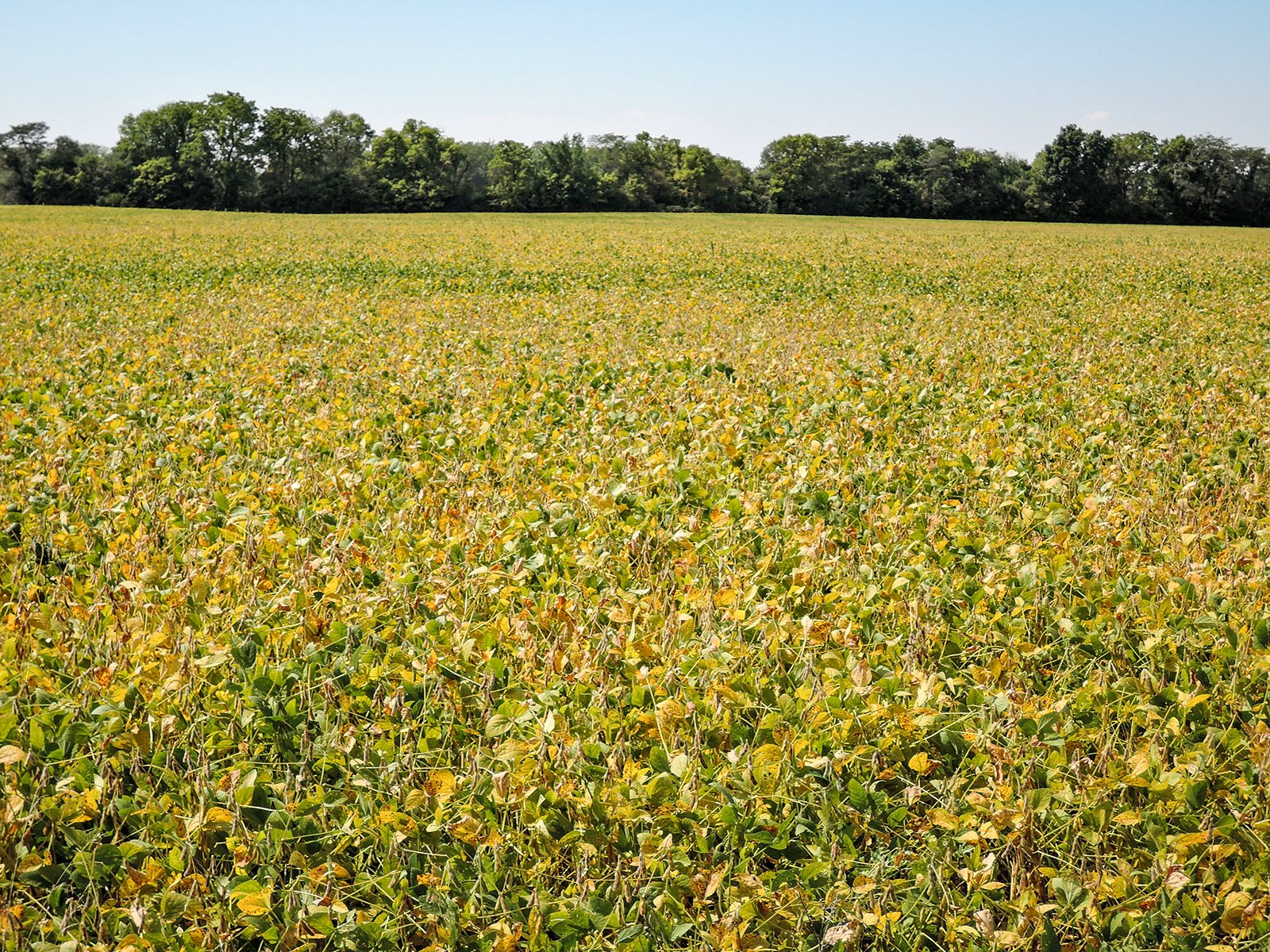Property photo 8 - LAND AUCTION - 79+/-ACRES OFFERED IN 4 TRACTS IN MADISON COUNTY, INDIANA