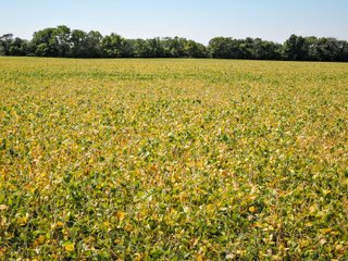 Property photo 8 - LAND AUCTION - 79+/-ACRES OFFERED IN 4 TRACTS IN MADISON COUNTY, INDIANA