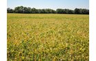 Property photo 8 - LAND AUCTION - 79+/-ACRES OFFERED IN 4 TRACTS IN MADISON COUNTY, INDIANA