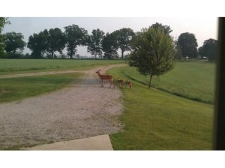 Property photo 18 - REAL ESTATE AUCTION - 16+/-ACRES OFFERED IN 3 TRACTS IN BRANCH COUNTY, MICHIGAN