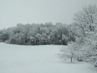 Property photo 9 - REAL ESTATE AUCTION - 16+/-ACRES OFFERED IN 3 TRACTS IN BRANCH COUNTY, MICHIGAN