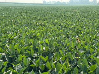 Property photo 17 - REAL ESTATE AUCTION - 73+/- ACRES OFFERED IN 4 TRACTS IN WAYNE COUNTY, INDIANA