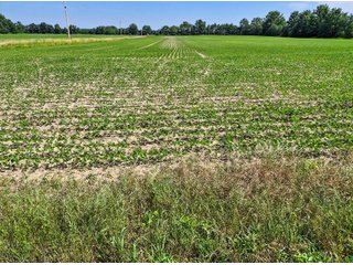 Property photo 1 - LAND AUCTION - 30+/-ACRES OFFERED IN 2 TRACTS IN WELLS COUNTY, INDIANA