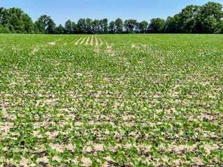 Property photo 2 - LAND AUCTION - 30+/-ACRES OFFERED IN 2 TRACTS IN WELLS COUNTY, INDIANA