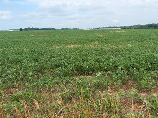 Property photo 158 - LAND AUCTION - 404+/-ACRES OFFERED IN 17 TRACTS IN WILLIAMS COUNTY, OHIO AND DEKALB COUNTY, INDIANA