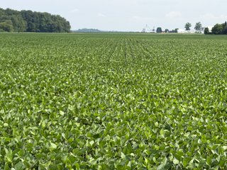 Property photo 139 - LAND AUCTION - 404+/-ACRES OFFERED IN 17 TRACTS IN WILLIAMS COUNTY, OHIO AND DEKALB COUNTY, INDIANA