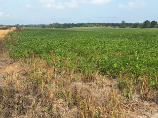 Property photo 122 - LAND AUCTION - 404+/-ACRES OFFERED IN 17 TRACTS IN WILLIAMS COUNTY, OHIO AND DEKALB COUNTY, INDIANA