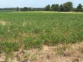 Property photo 119 - LAND AUCTION - 404+/-ACRES OFFERED IN 17 TRACTS IN WILLIAMS COUNTY, OHIO AND DEKALB COUNTY, INDIANA