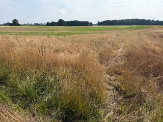 Property photo 107 - LAND AUCTION - 404+/-ACRES OFFERED IN 17 TRACTS IN WILLIAMS COUNTY, OHIO AND DEKALB COUNTY, INDIANA