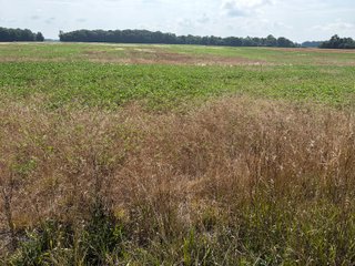 Property photo 106 - LAND AUCTION - 404+/-ACRES OFFERED IN 17 TRACTS IN WILLIAMS COUNTY, OHIO AND DEKALB COUNTY, INDIANA