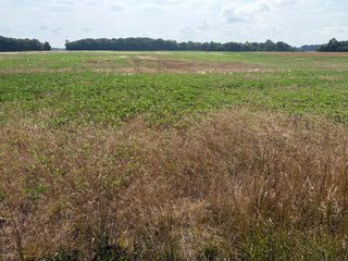 Property photo 105 - LAND AUCTION - 404+/-ACRES OFFERED IN 17 TRACTS IN WILLIAMS COUNTY, OHIO AND DEKALB COUNTY, INDIANA