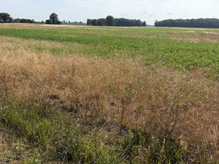 Property photo 104 - LAND AUCTION - 404+/-ACRES OFFERED IN 17 TRACTS IN WILLIAMS COUNTY, OHIO AND DEKALB COUNTY, INDIANA